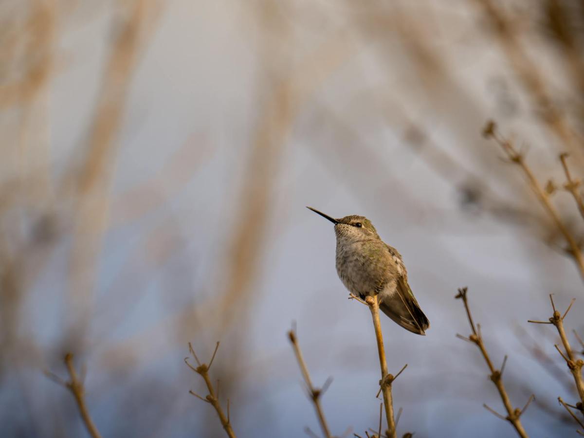 New Year, New Song, New Approach