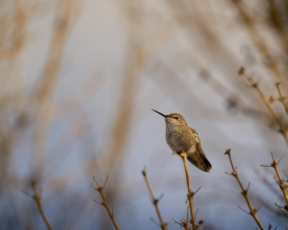 New Year, New Song, New Approach